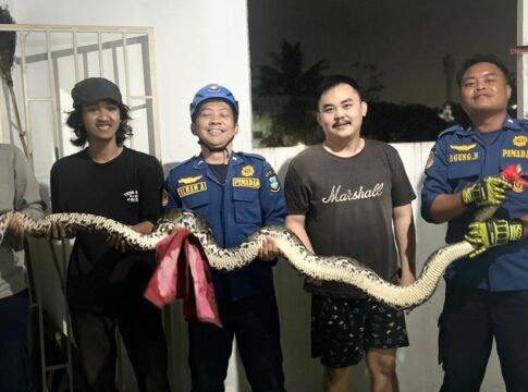 ular sanca kembang fokusjabar.id