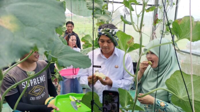Ket foto : Wakil Wali Kota Dicky Candra bersama Sang Istri Rani Permayani Candra, saat Panen Raya Melon di Karang Resik Tasikmaya (fokusjabar/Seda)