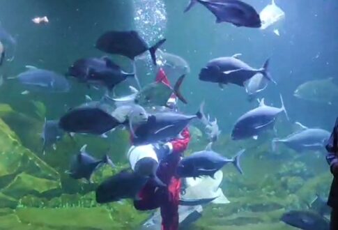 aquarium indonesia@fokusjabar.id