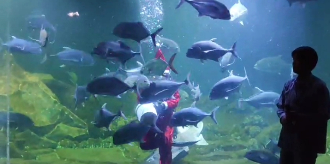 aquarium indonesia@fokusjabar.id