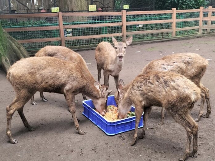 bandung zoo@fokusjabar.id