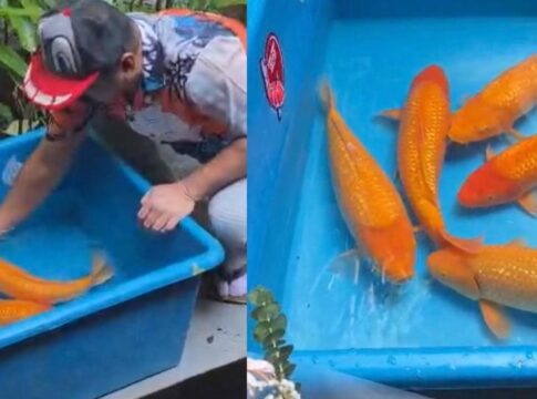 yellow monkey fokusjabar.id