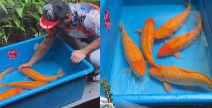 yellow monkey fokusjabar.id