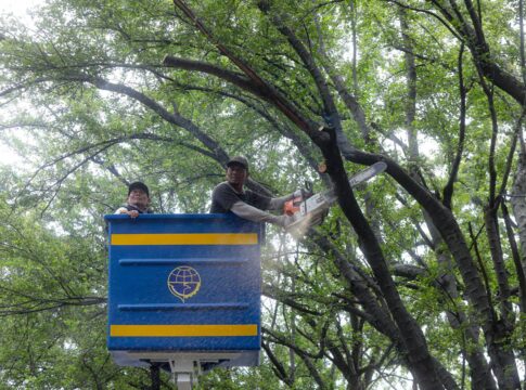 Pemerintah Kota (Pemkot) Bandung mulai melakukan pemangkasan sejumlah pohon di beberapa ruas protokol, seperti Jalan Supratman dan Jalan LRE Martadinata (Riau), Senin (8/12/2025) -Ist-