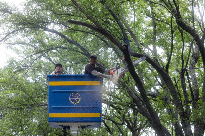 Pemerintah Kota (Pemkot) Bandung mulai melakukan pemangkasan sejumlah pohon di beberapa ruas protokol, seperti Jalan Supratman dan Jalan LRE Martadinata (Riau), Senin (8/12/2025) -Ist-