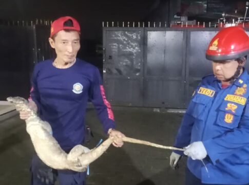 Ketpot : Personel Damkar UPTD Ciamis saat berhasil menangkap seekor Biawak dari atap rumah warga