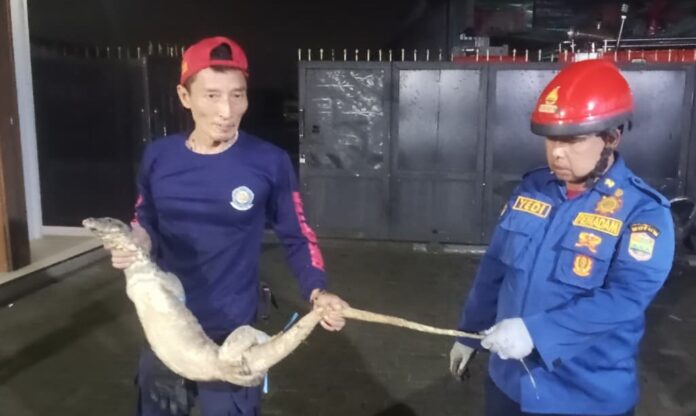 Ketpot : Personel Damkar UPTD Ciamis saat berhasil menangkap seekor Biawak dari atap rumah warga