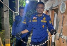 Ketpot: Personel Damkar Ciamis dan Banjarsari saat menangkap ular