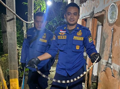 Ketpot: Personel Damkar Ciamis dan Banjarsari saat menangkap ular