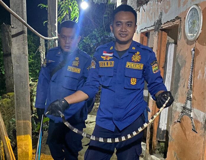 Ketpot: Personel Damkar Ciamis dan Banjarsari saat menangkap ular
