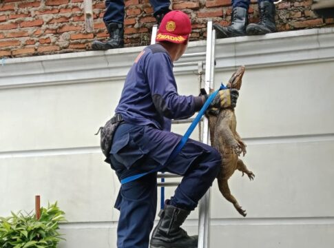 Ketpot: Petugas Damkar UPTD Ciamis saat berhasil menangkap Biawak