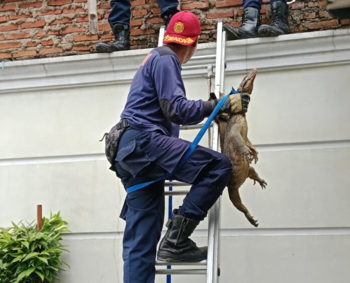 Ketpot: Petugas Damkar UPTD Ciamis saat berhasil menangkap Biawak