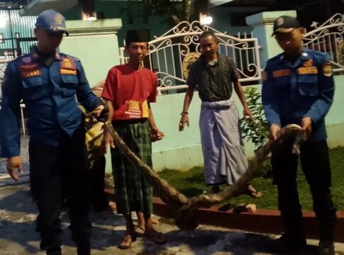 ular sanca fokusjabar.id