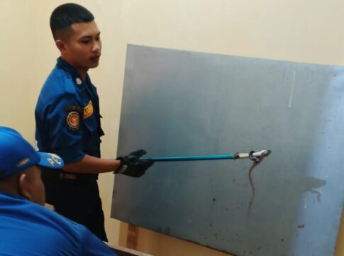 ular koros fokusjabar.id