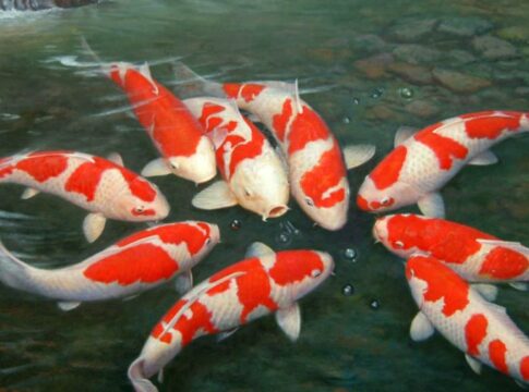 Ikan Koi fokusjabar.id