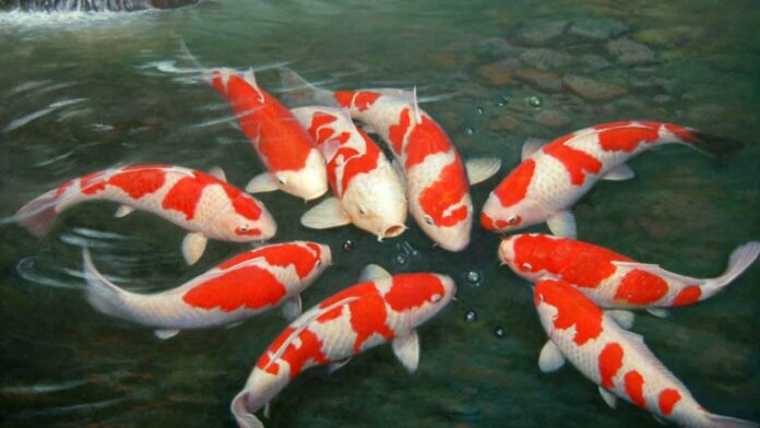 Ikan Koi fokusjabar.id