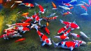 Ikan Koi fokusjabar.id