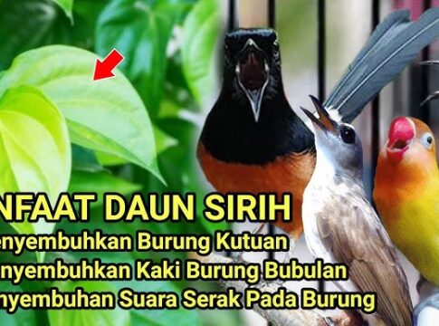 burung murai batu fokusjabar,.id