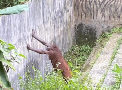 bandung zoo@fokusjabar.id