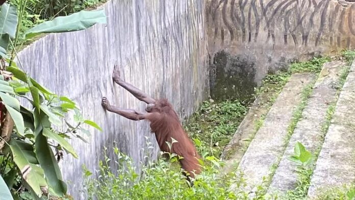 bandung zoo@fokusjabar.id