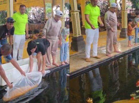 Koi Chagoi Ginrin fokusjabar.id