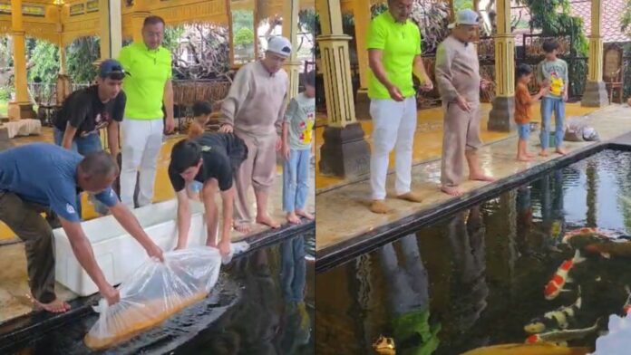 Koi Chagoi Ginrin fokusjabar.id