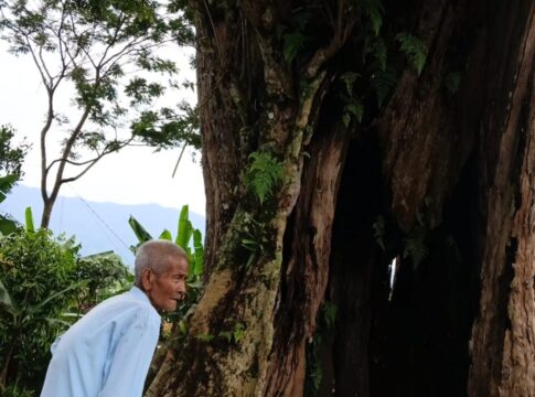 Pohon Angsana raksasa fokusjabar.id