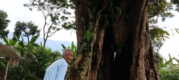 Pohon Angsana raksasa fokusjabar.id