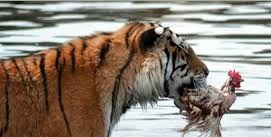 ayam sentul fokusjabar.id