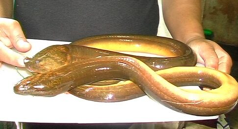 manfaat belut fokusjabar.id