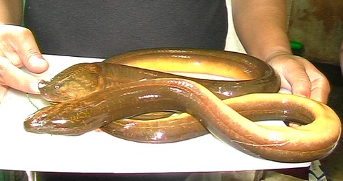 manfaat belut fokusjabar.id