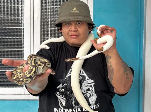 ular ciamis fokusjabar.id