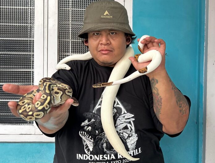 ular ciamis fokusjabar.id