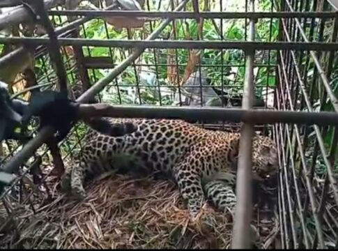 macan tutul ciamis@fokusjabar.id