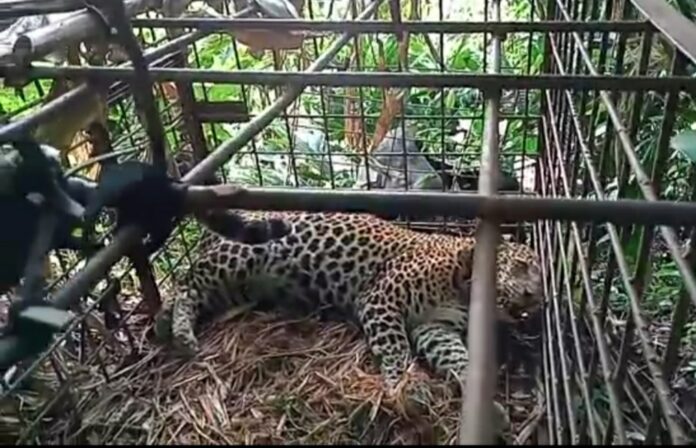 macan tutul ciamis@fokusjabar.id