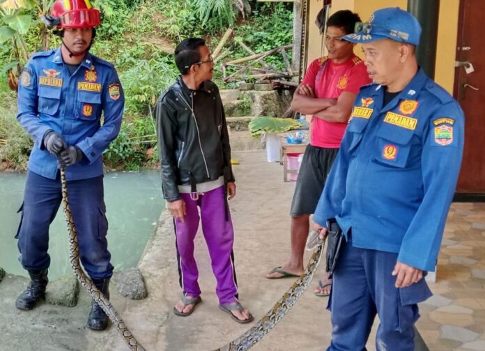 ular sanca damkar ciamis fokusjabar.id