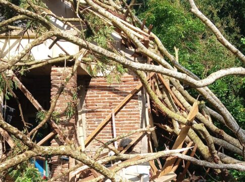 [ohon tumbang ciamis fokusjabar.id