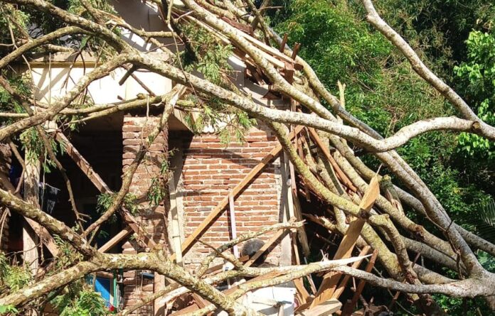 IMG-20260124-WA0020_copy_899x575 [ohon tumbang ciamis fokusjabar.id