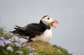 Hewan Greenland fokusjabar.id