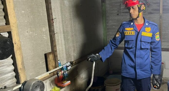 ular kobra jawa fokusjabar,id