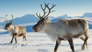 Hewan Greenland fokusjabar.id