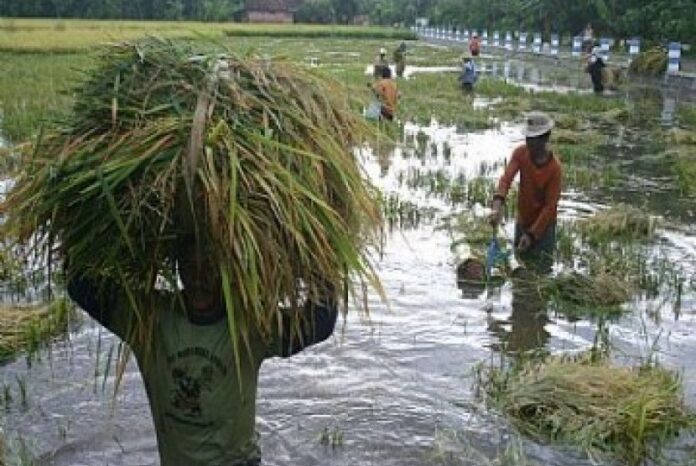 sawah jateng fokusjabar.id
