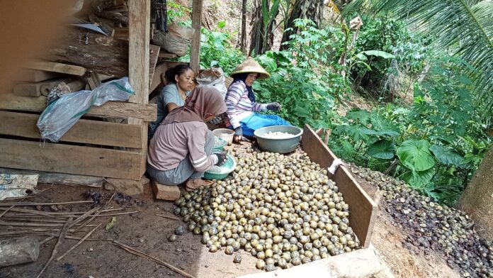 oto: Proses buah aren menjadi kolang-kaling dari Pengrajin di Pangandaran Pangandaran, FOKUSJabar.id