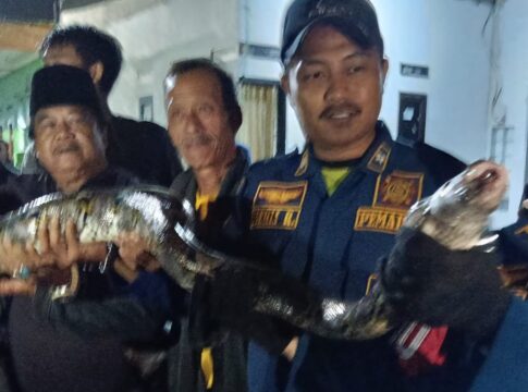 ular sanca fokusjabar.id