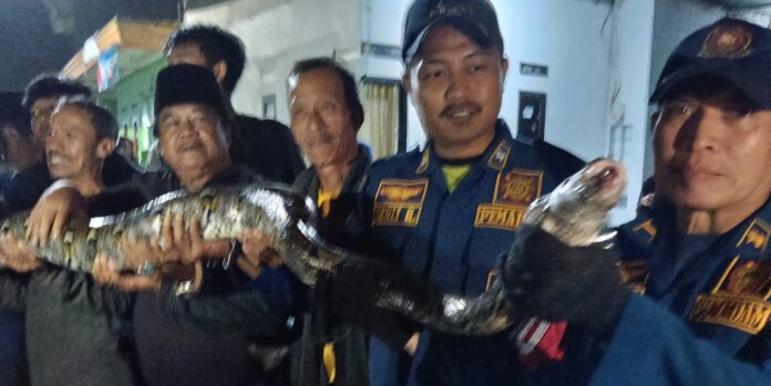 4ea4c003-a7df-44f0-b0a1-32c773ed503f ular sanca fokusjabar.id