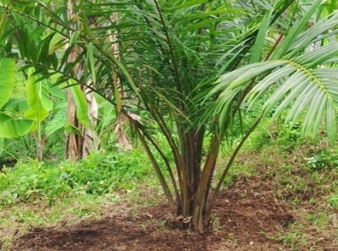 sawit ciamis fokusjabar.id