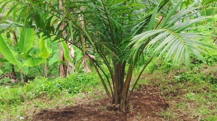 sawit ciamis fokusjabar.id