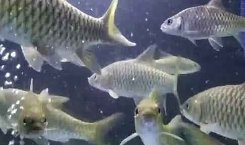 Ikan Dewa Kuningan fokusjabar.id