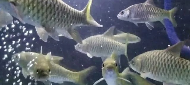 Ikan Dewa Kuningan fokusjabar.id