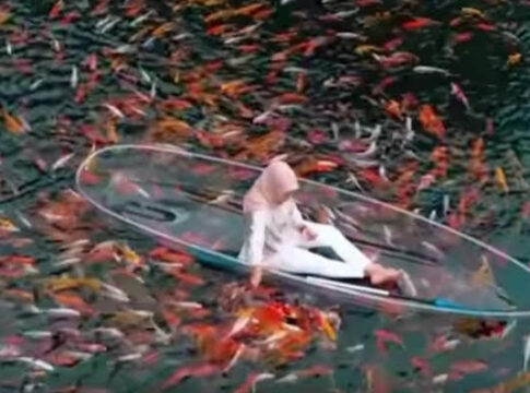 Ikan Koi Situ Cipanten fokusjabar.id